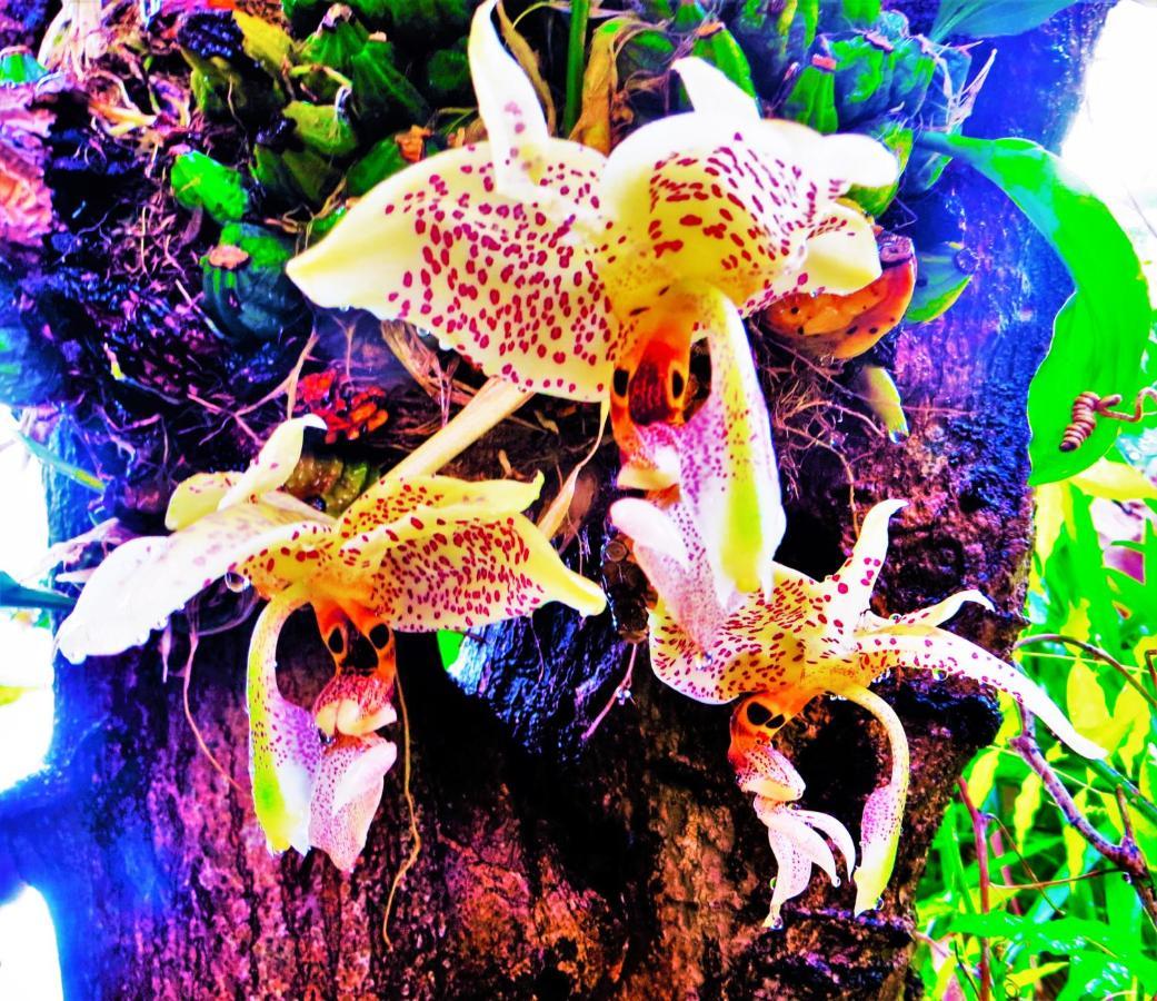 ホテル Quinta Do Cabouco リベイラ・ブラーヴァ エクステリア 写真